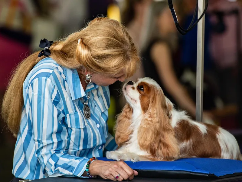 Evera True Spaniels by Michele True