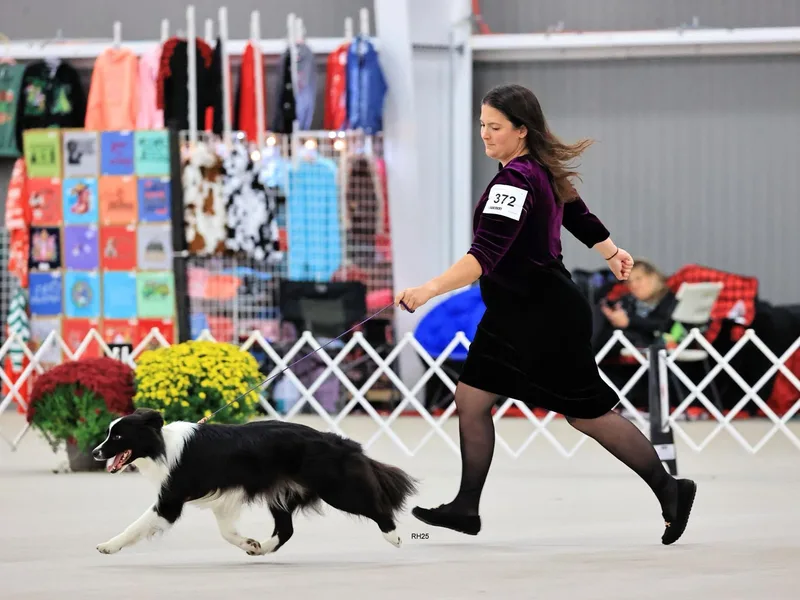 Everbright Border Collies