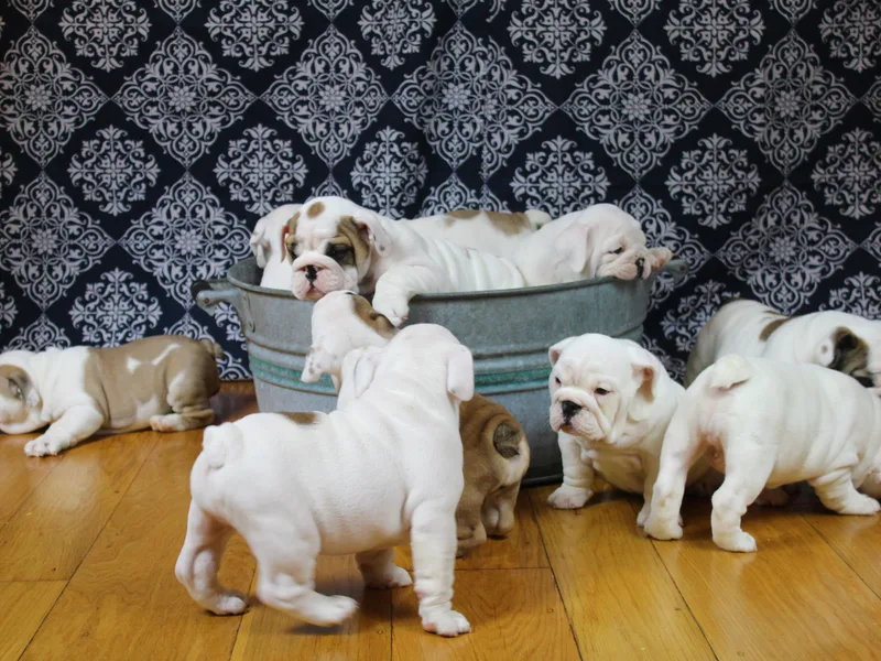 Everbull Bulldogs