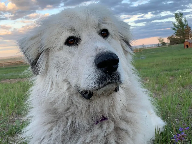 EverestSnow Pyrenees