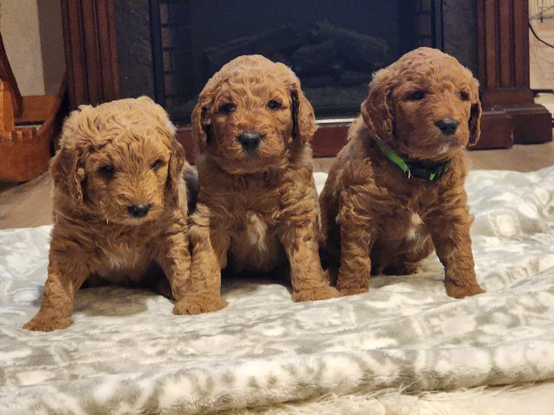 Evergrace Farm Doodles