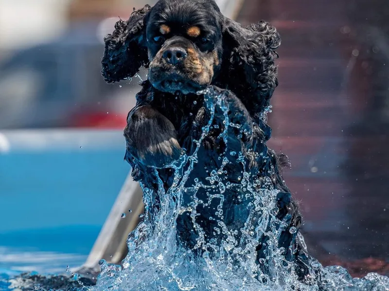 Evergreen Cocker Spaniels