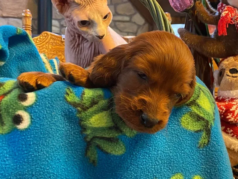 Evergreen Irish Setters