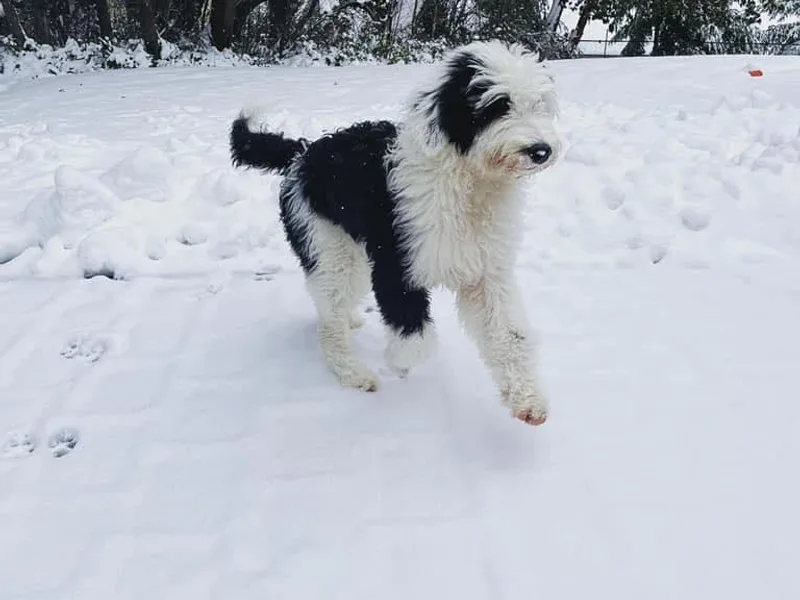 Evergreen Mountain Doodles