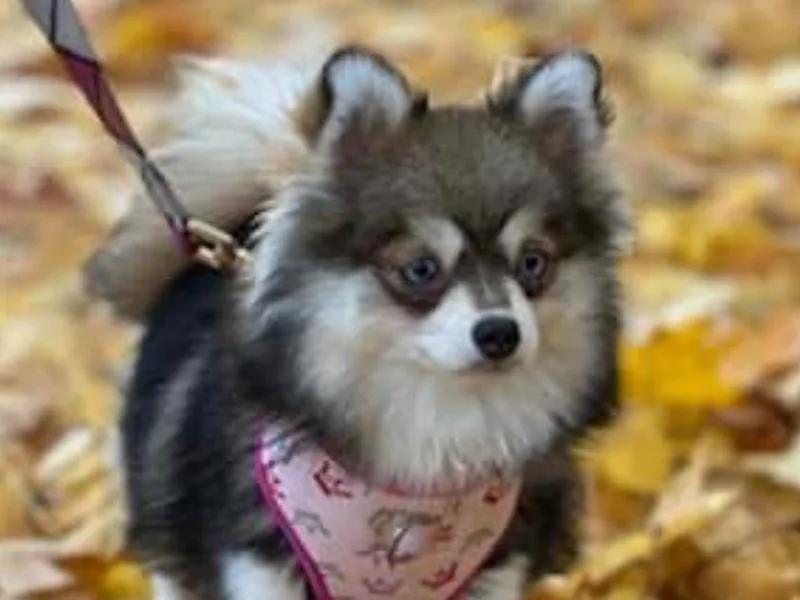 Evergreen Pomskies photo 1