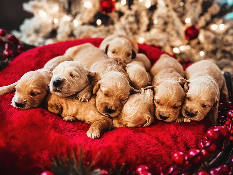 Evergreen Retrievers