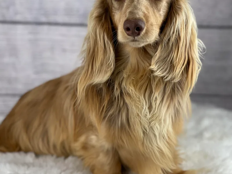 Evergreendox Dachshunds