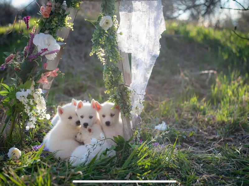 EvergreenEliteKennel