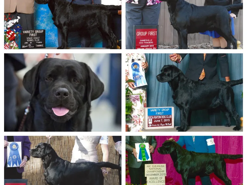 Everlasting Labradors