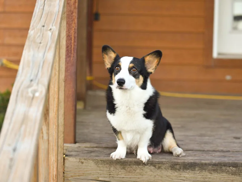 Everlove Pembroke Welsh Corgis