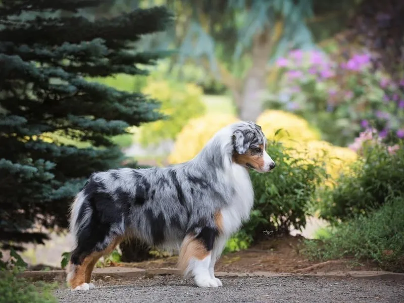 Everly Australian Shepherds