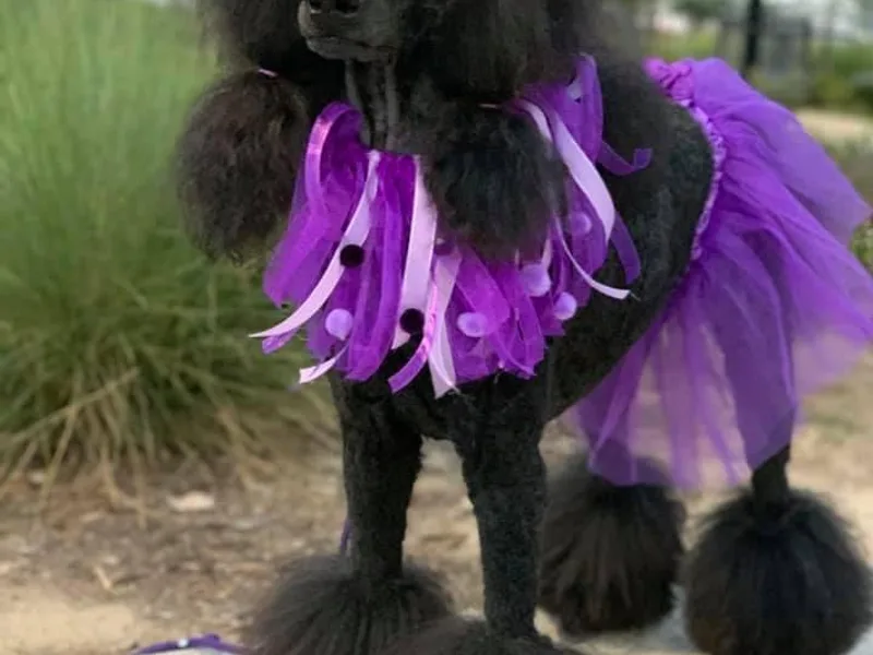 Evermore Standard Poodles