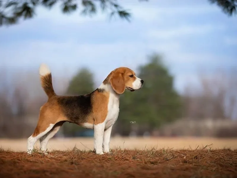 Everwind Beagles
