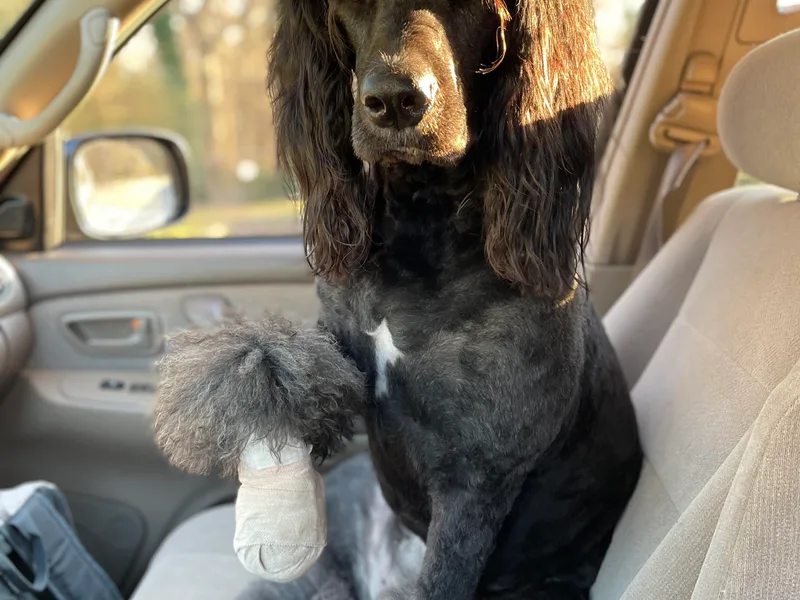 Everyone Loves Doodlez