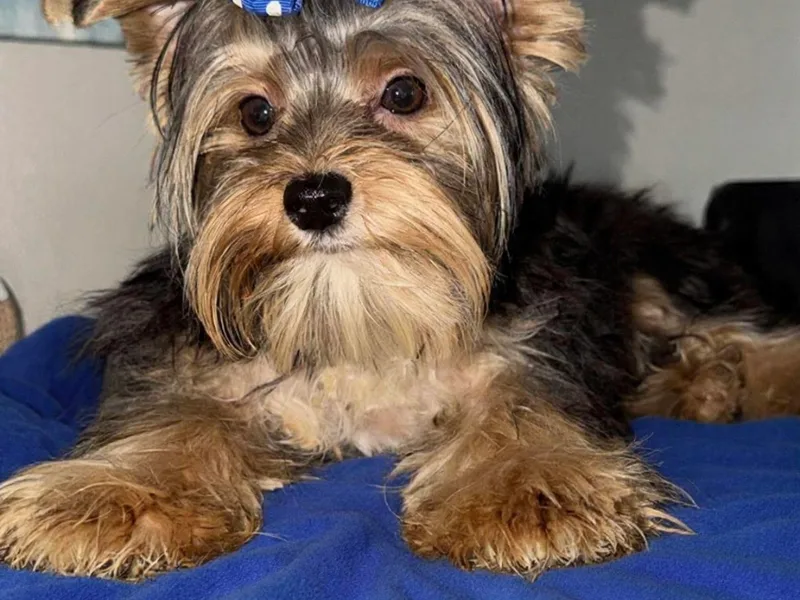 Everyonelovesyorkies