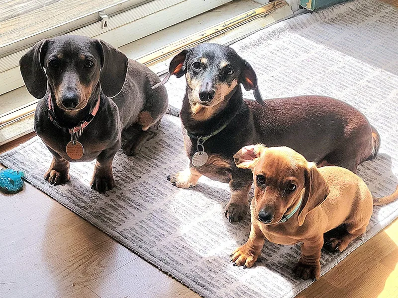 Evie's Mini Smooth Doxie Ranch