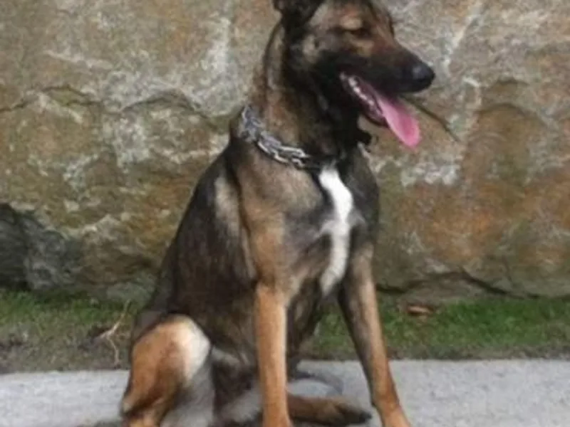 Evolution Canine Services