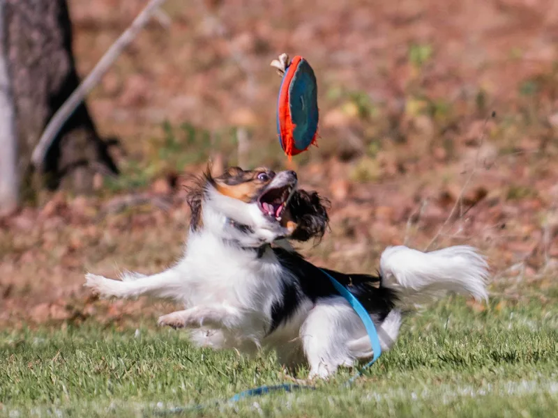 Evolution Sport Dogs