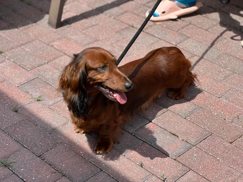 Evolutionary Hounds photo 1