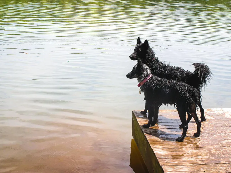 Ewenique Kennels photo 1