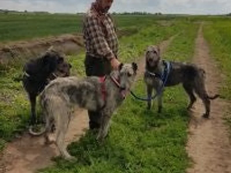 ewsters dogs photo 1