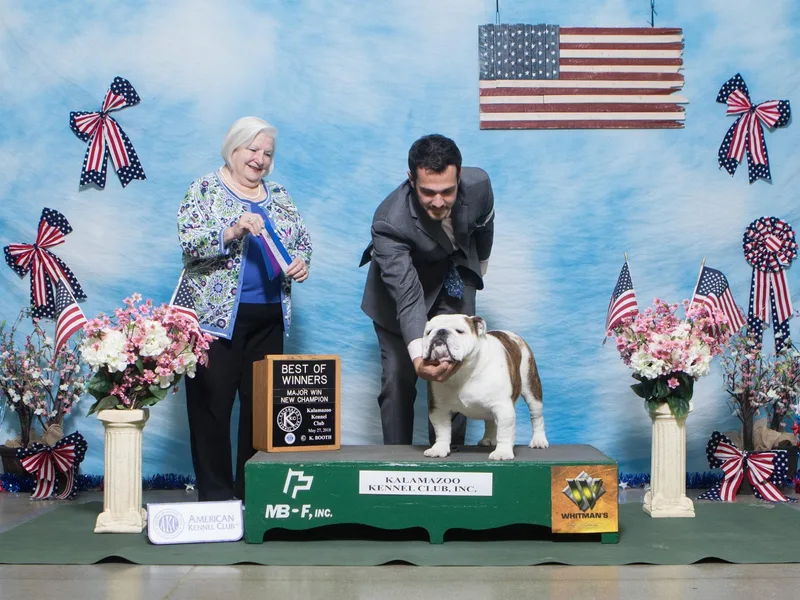 Exact Classic Bulldogs