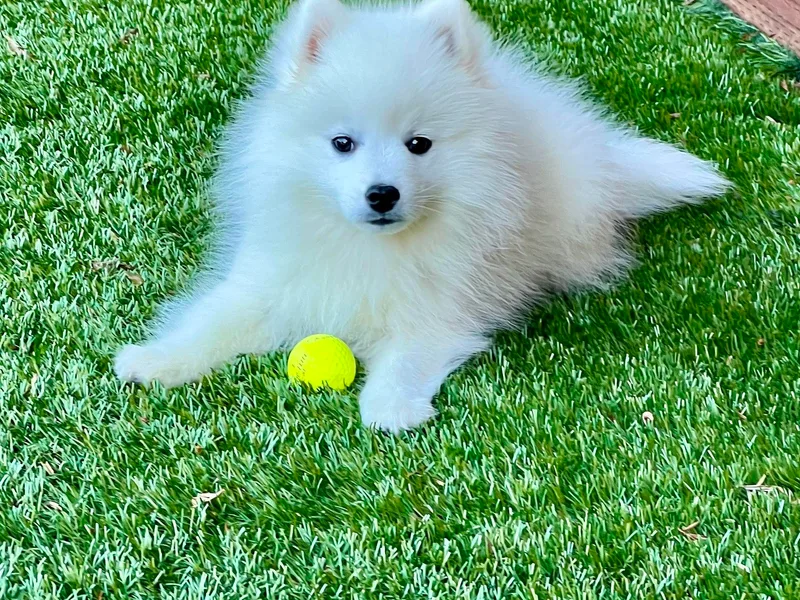Excalibur Japanese Spitz