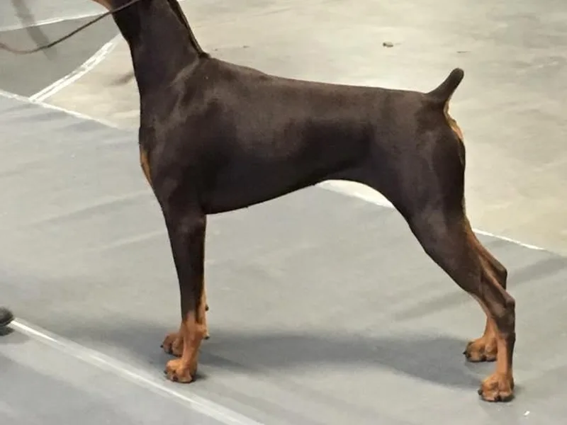 Excel Dobermans photo 1