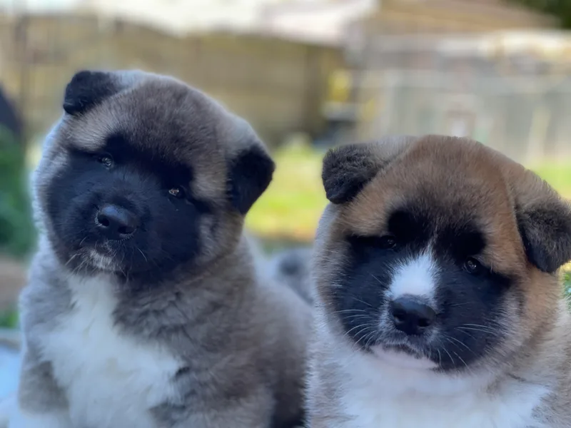 Excel Shu-Ku Akitas