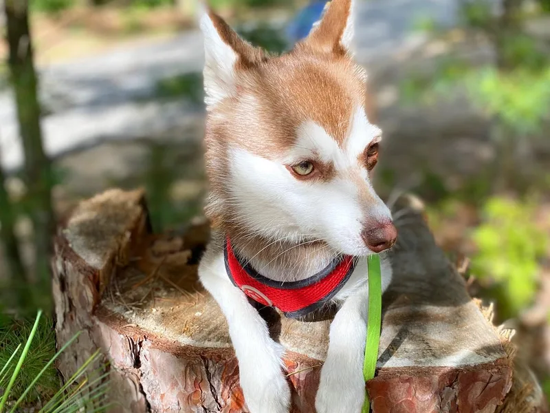 Excelsior Klee Kai