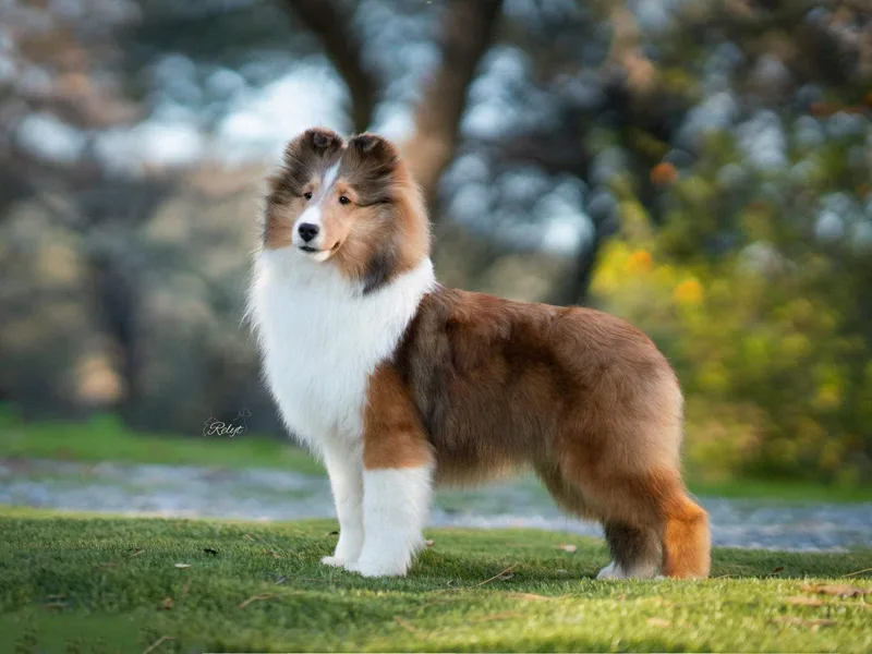 Excelsior Shetland Sheepdogs