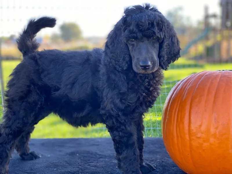 Excelsior Standards Poodles