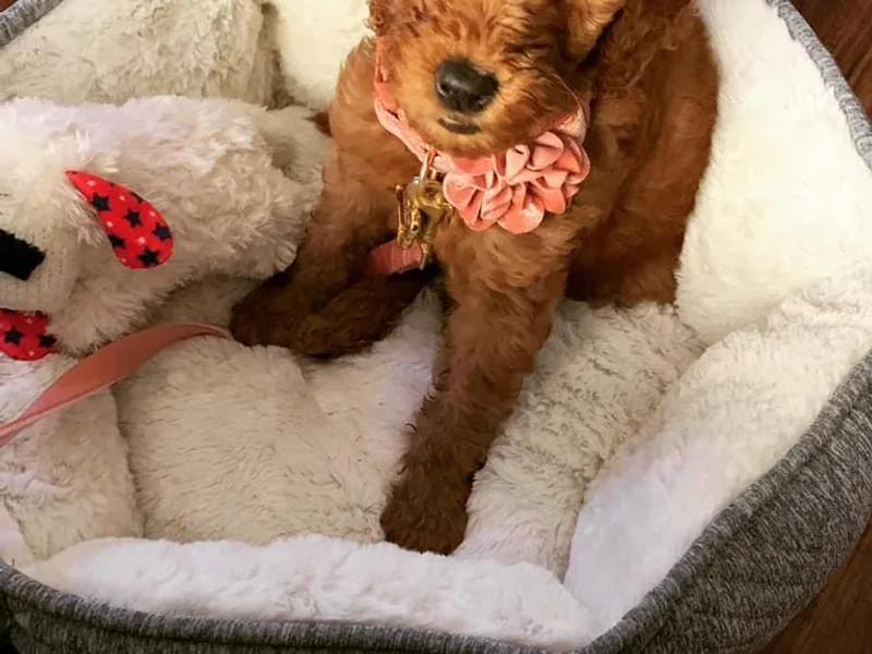 Exclusive Doodles &amp; Poodles