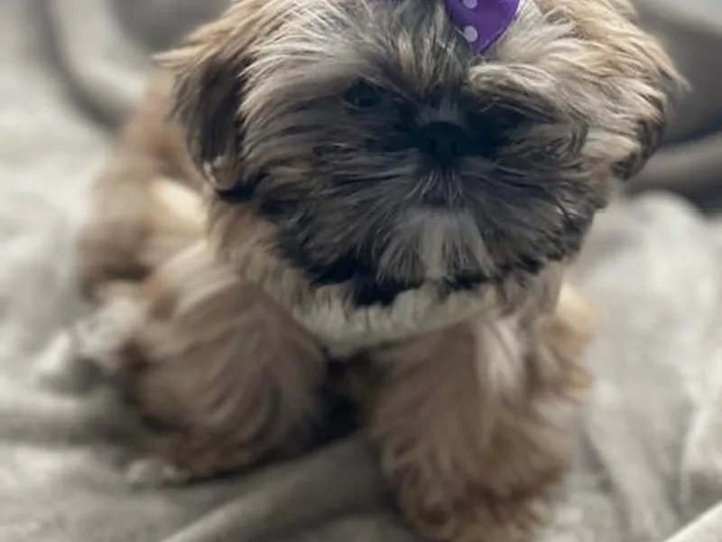 Exclusively Shih Tzu's LLC