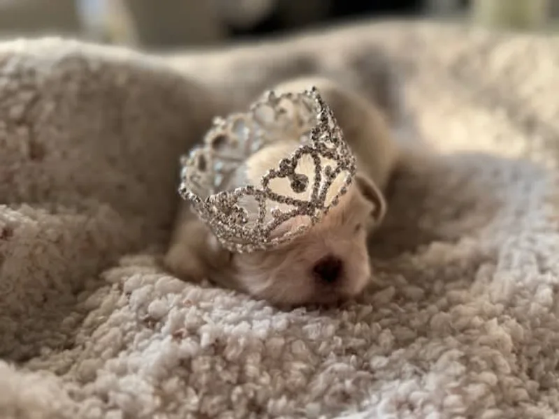 Exclusively Shih Tzu’s LLC