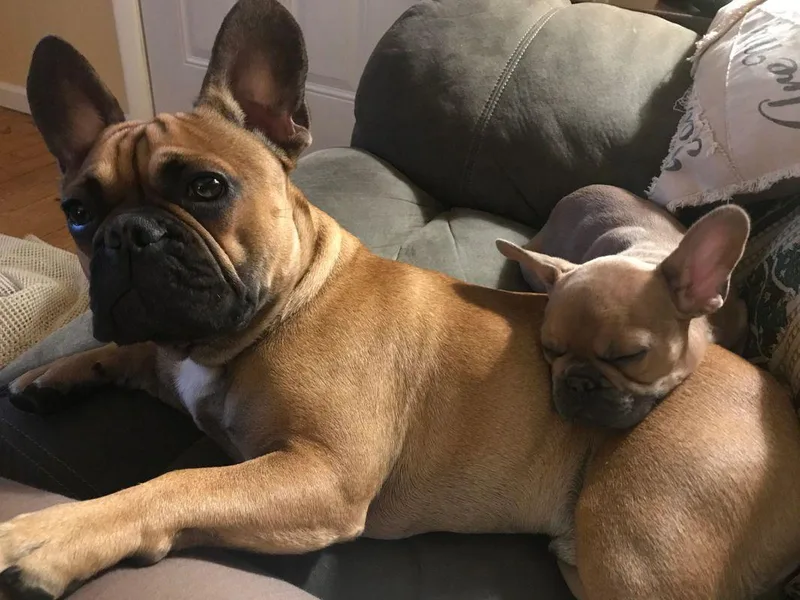 Excuse My Frenchie Co