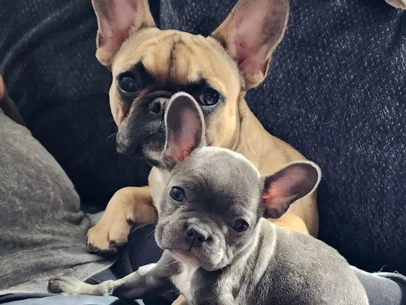 Excuse My Frenchies TN