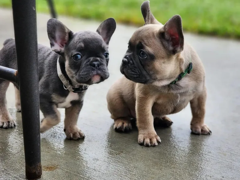 Executive Frenchies photo 1