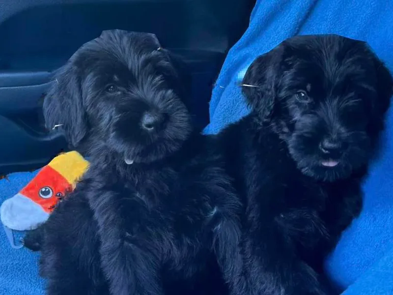 Executive Protection K9