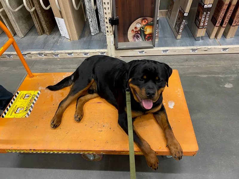 Exemplar Rottweilers