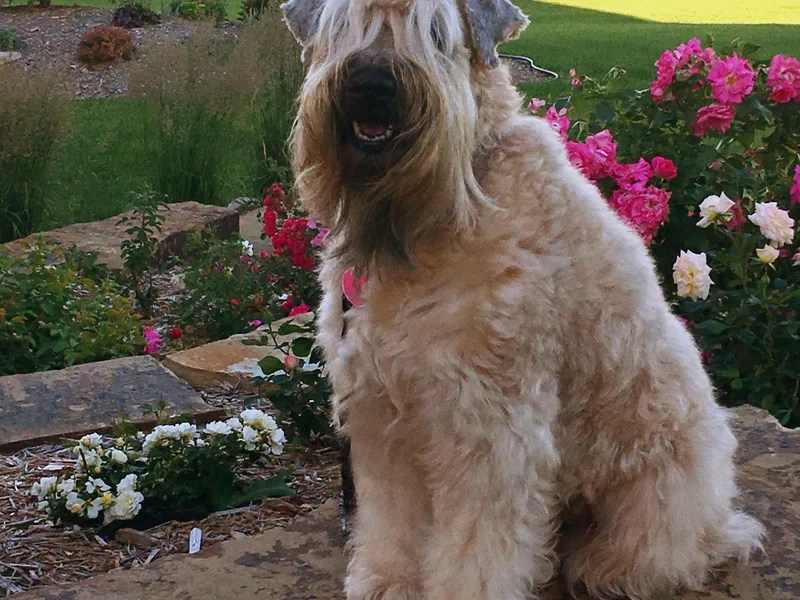 Exeter Soft Coated Wheaten Terriers