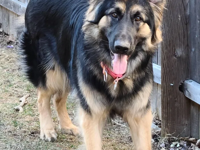 Exodus German Shepherds