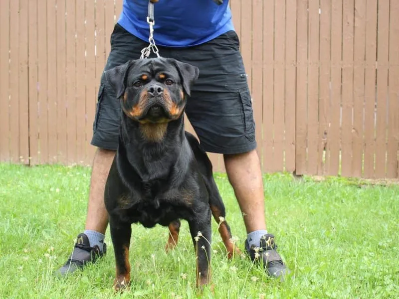 Exodus Rottweilers