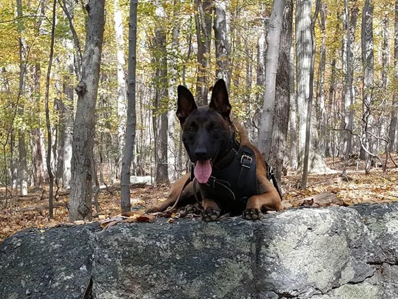 Exogenic Arma Contra Malum K-9