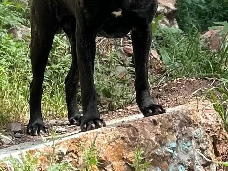 Exotic Empire Kennels LLC