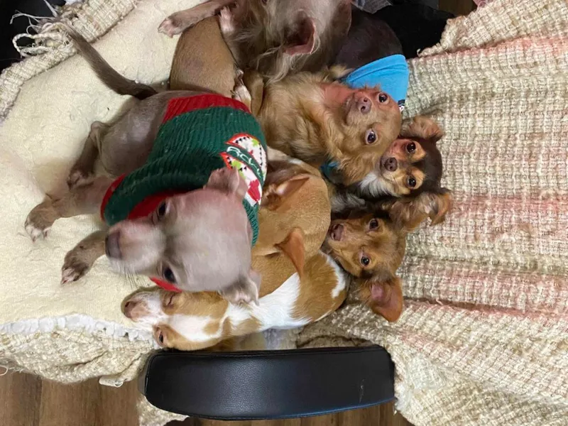 Exotic Fur Babies