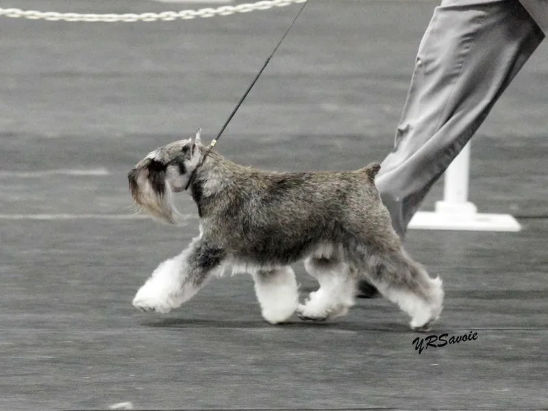 Express Miniature Schnauzers