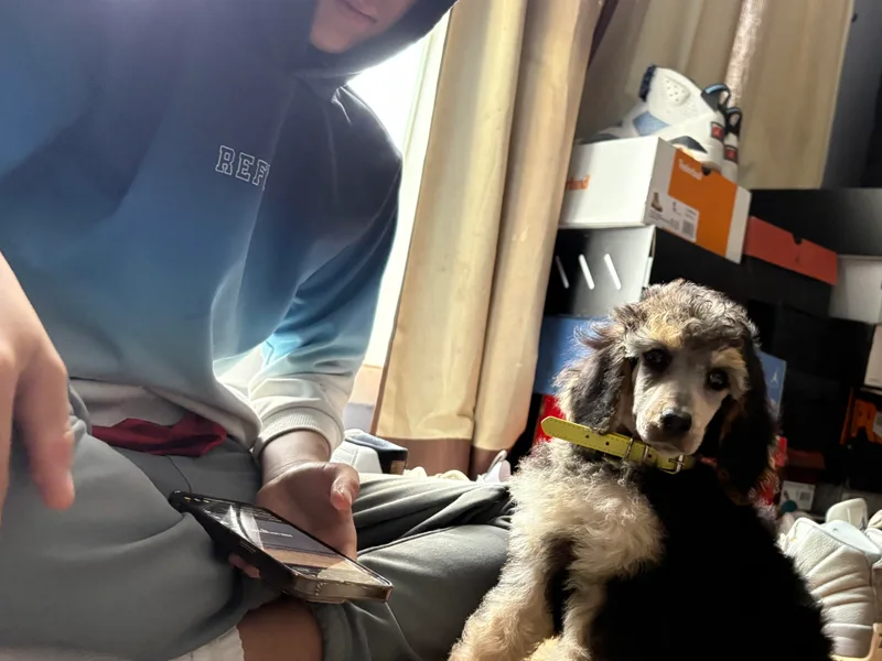 Exquisite Dalmatians &amp; Standard Poodles