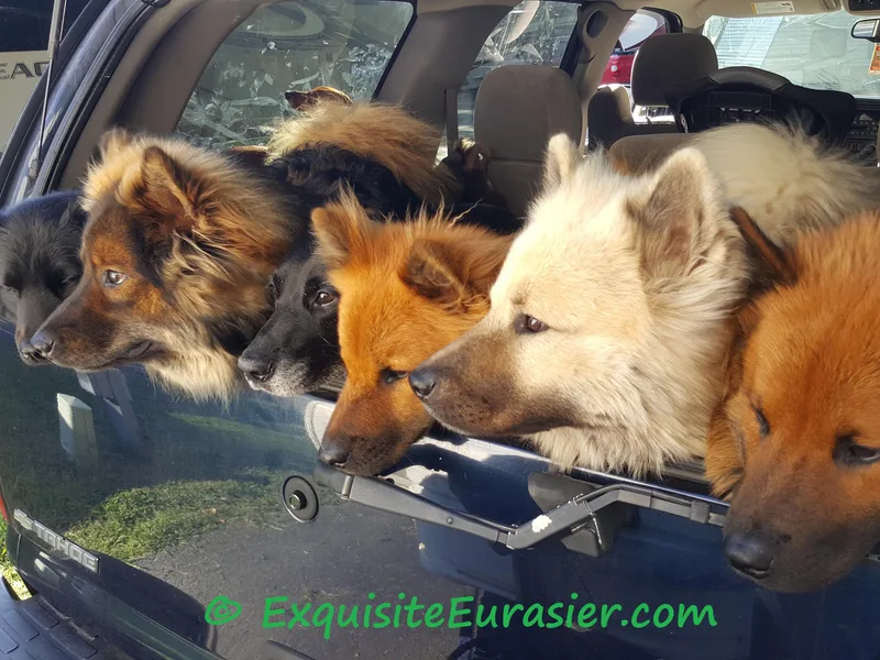 Exquisite Eurasier
