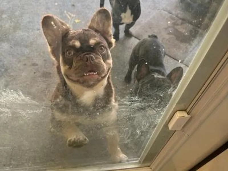 Exquisite Frenchie LLC. photo 1